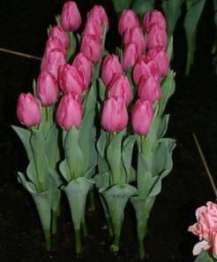 Новинки голландских тюльпанов