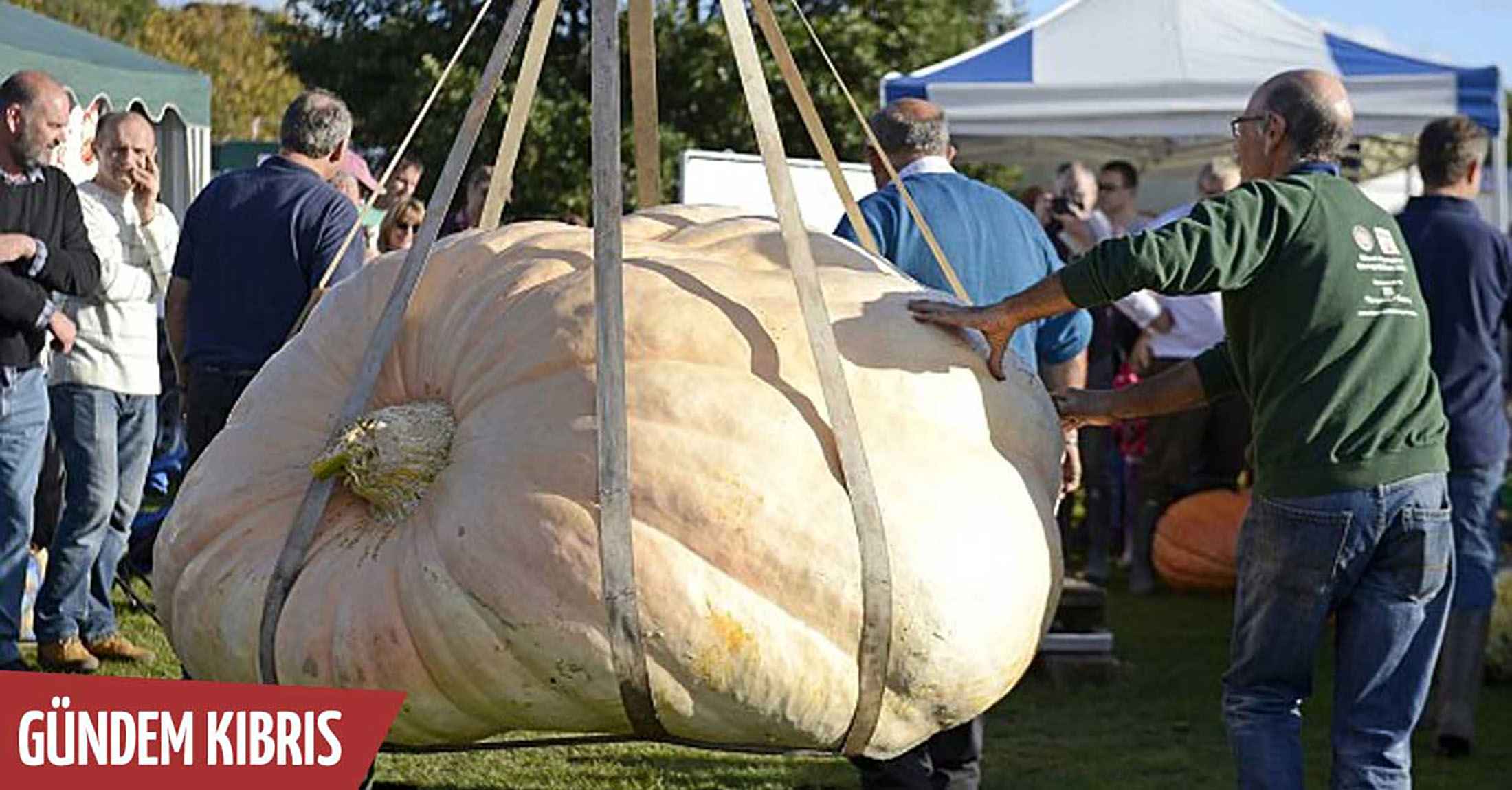 Сколько кг весит тыква. Самая большая тыква в мире рекорд Гиннесса. Тыква 700 кг. Тыква рекорд Гиннесса. Самая крупная тыква.