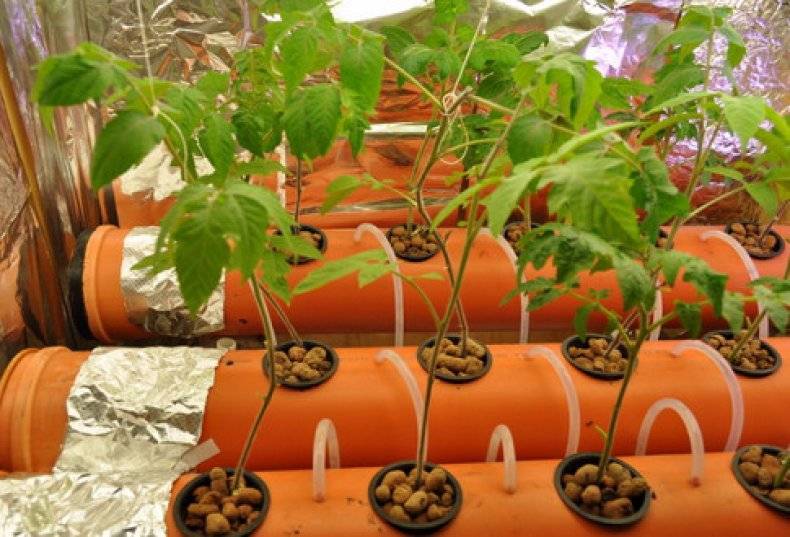 Как выращивать помидоры на гидропонике