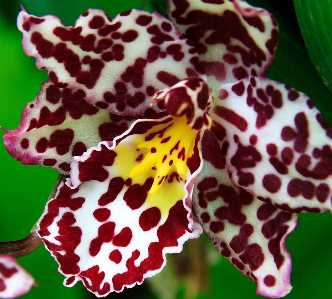 Орхидеи в природе: где и как растут в диких условиях, какие бывают — всё об окраске соцветий и шикарные фото на живых деревьях selo.guru — интернет портал о сельском хозяйстве