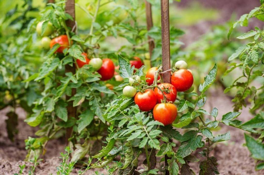Сорта низкорослых томатов для открытого грунта, не требующих пасынкования