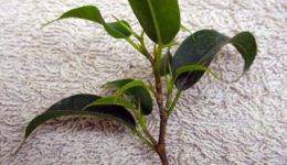 Фикус: как развести растение в домашних условиях