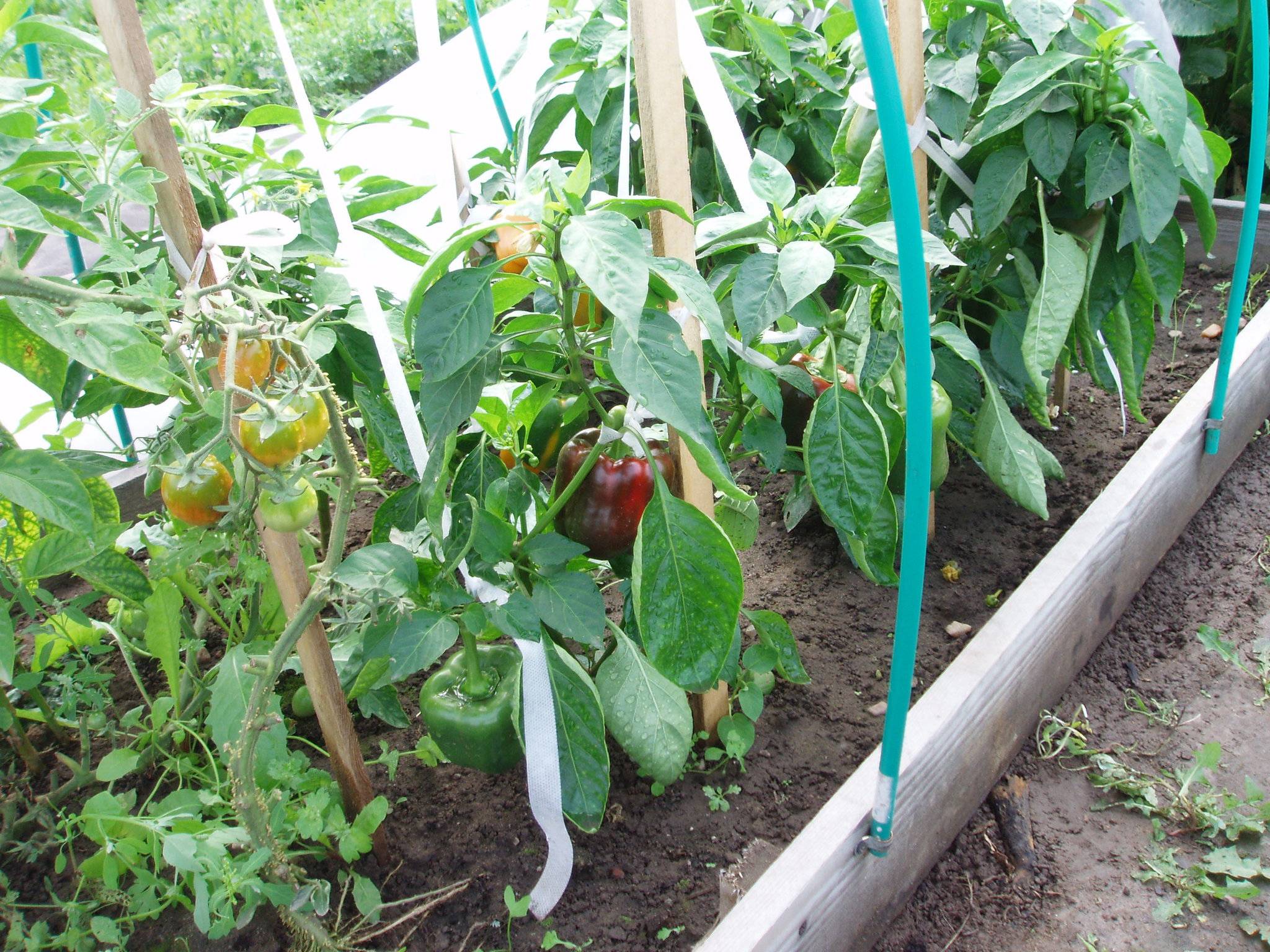 Что посадить в теплице вместе с помидорами