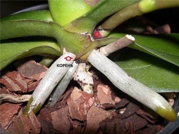 Как появляется цветонос у орхидеи: как определить новую детку, когда она только появляется, фото