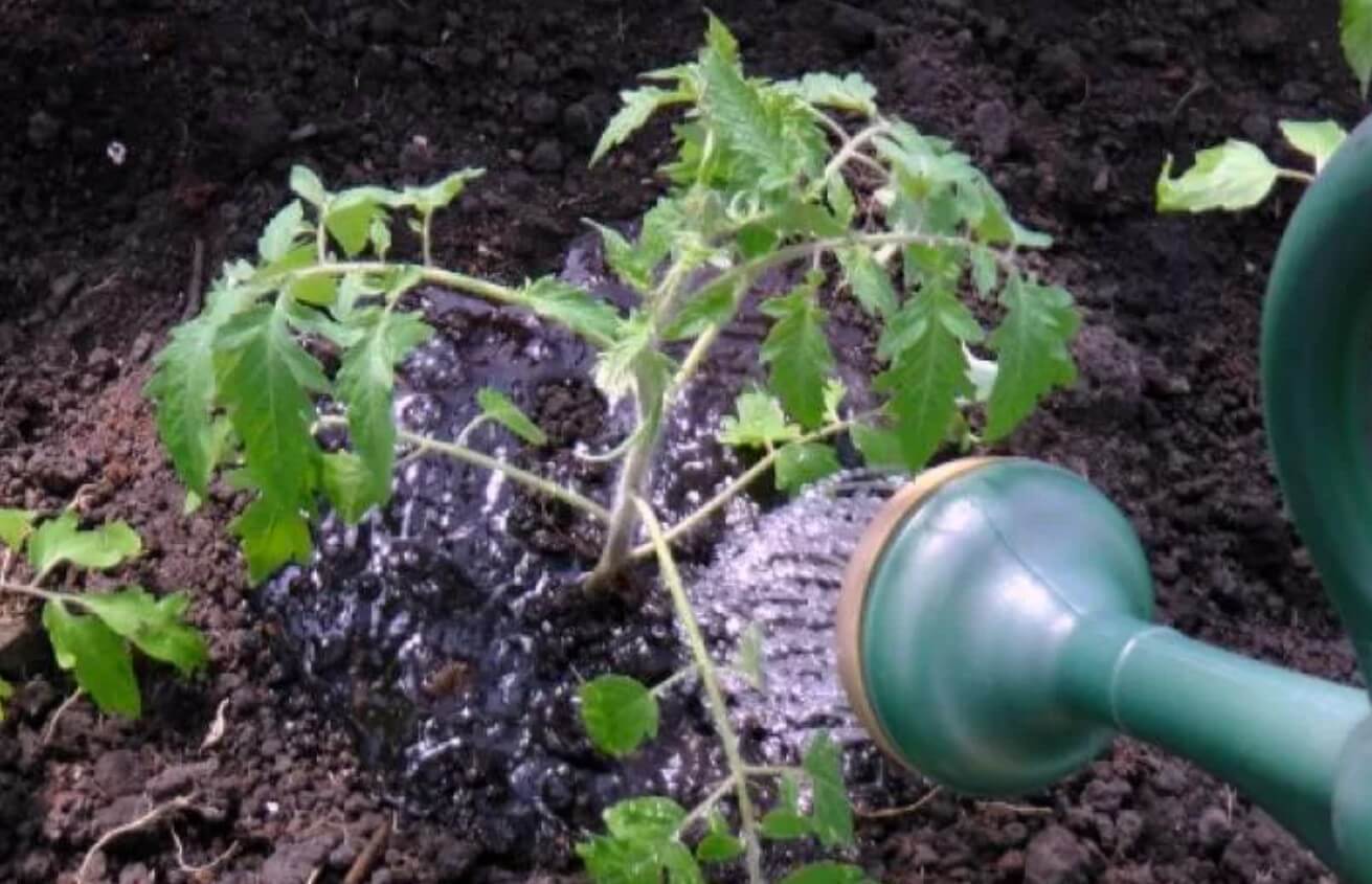 Полив рассады помидор: как часто, сколько раз, чем нужно поливать