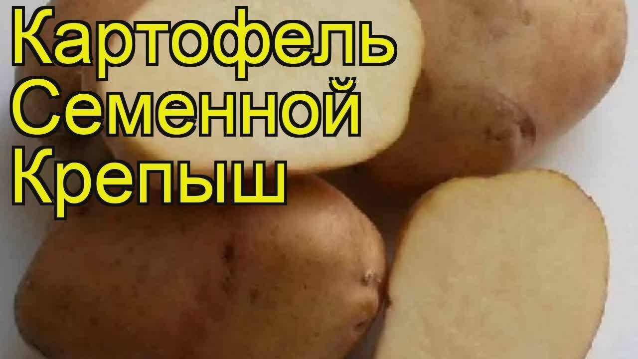 Картофель сорта крепыш фото и описание