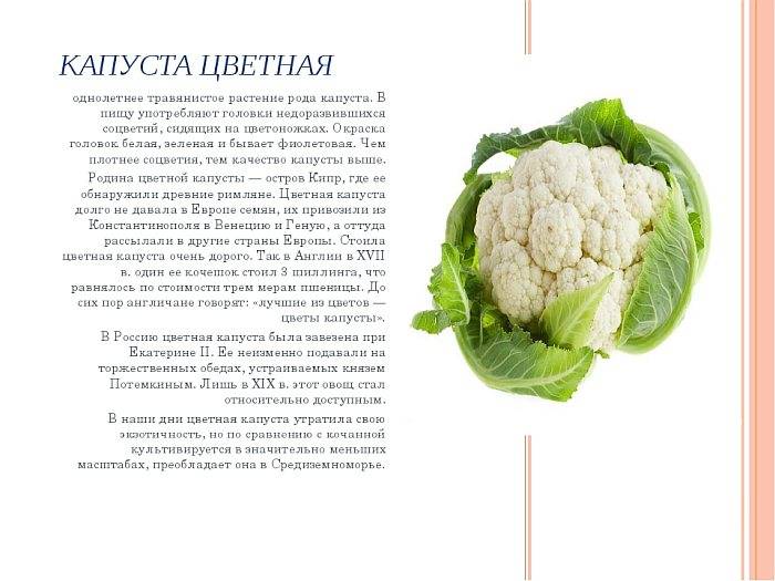 Цветная капуста: состав, полезные и вредные свойства, пищевая ценность