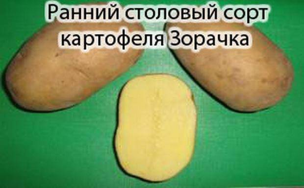 Картофель зорачка описание сорта фото отзывы