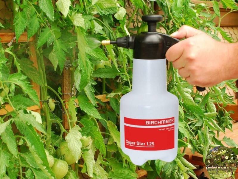 Как ускорить созревание томатов, растущих в открытом грунте, с помощью подкормок