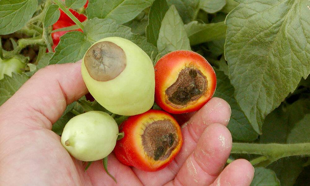 Вершинная гниль на помидорах: лечение народными средствами – все о томатах. выращивание томатов. сорта и рассада.