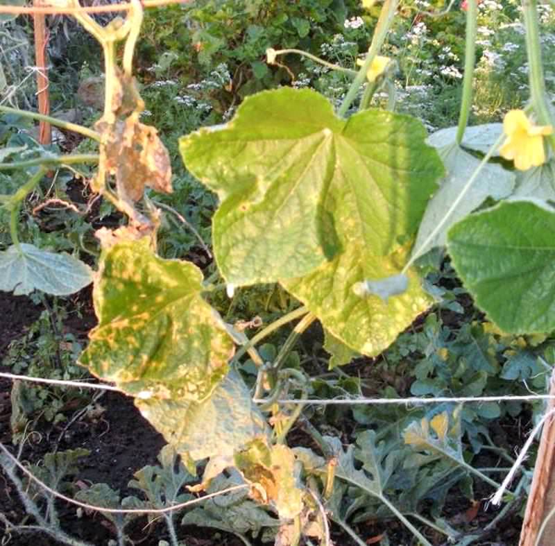 Почему у огурцов желтеют и сохнут листья