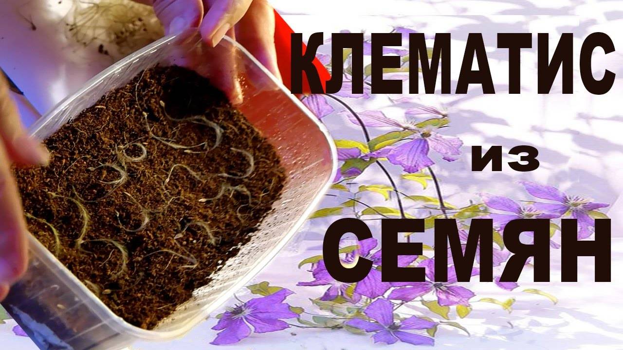 Клематис из семян фото