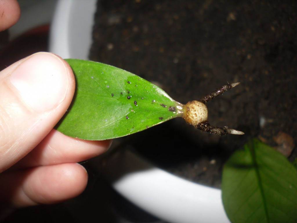Замиокулькас — размножение листом пошаговое (фото) в домашних условиях, как укоренить листочек и вырастить долларовое дерево