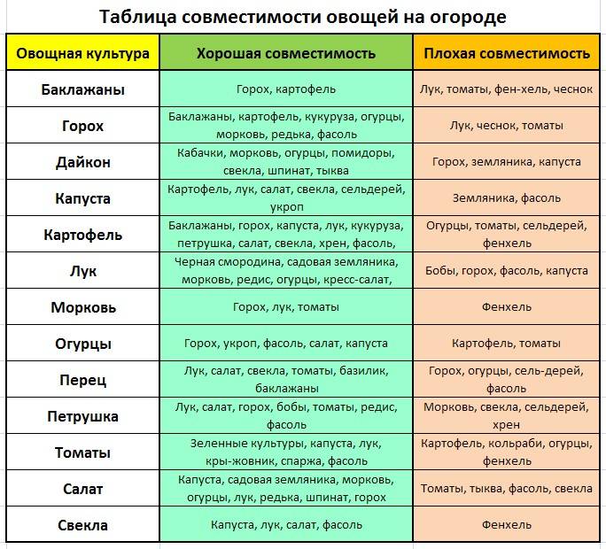 Что можно выращивать в одной теплице одновременно: таблица совместимости овощных культур при посадке? на что влияет соседство овощей? русский фермер