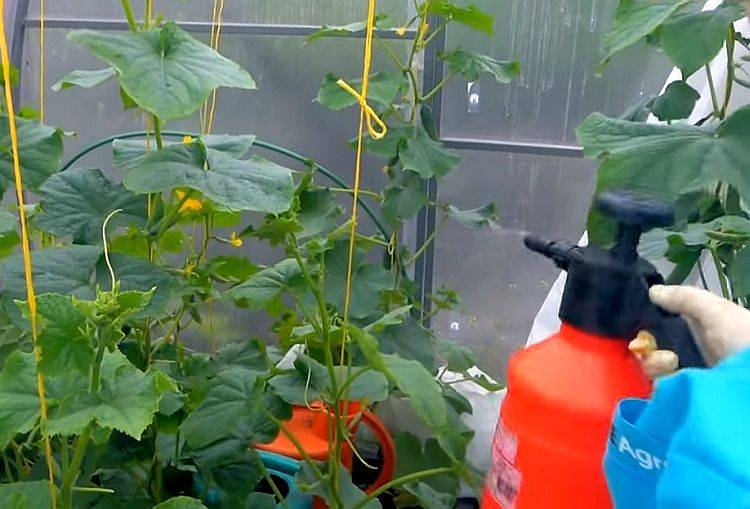 Как пользоваться раствором для опрыскивания помидоров - сывороткой с йодом
