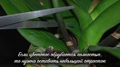 Уход за орхидеей после цветения: что делать со стрелкой, стеблем, цветоносами