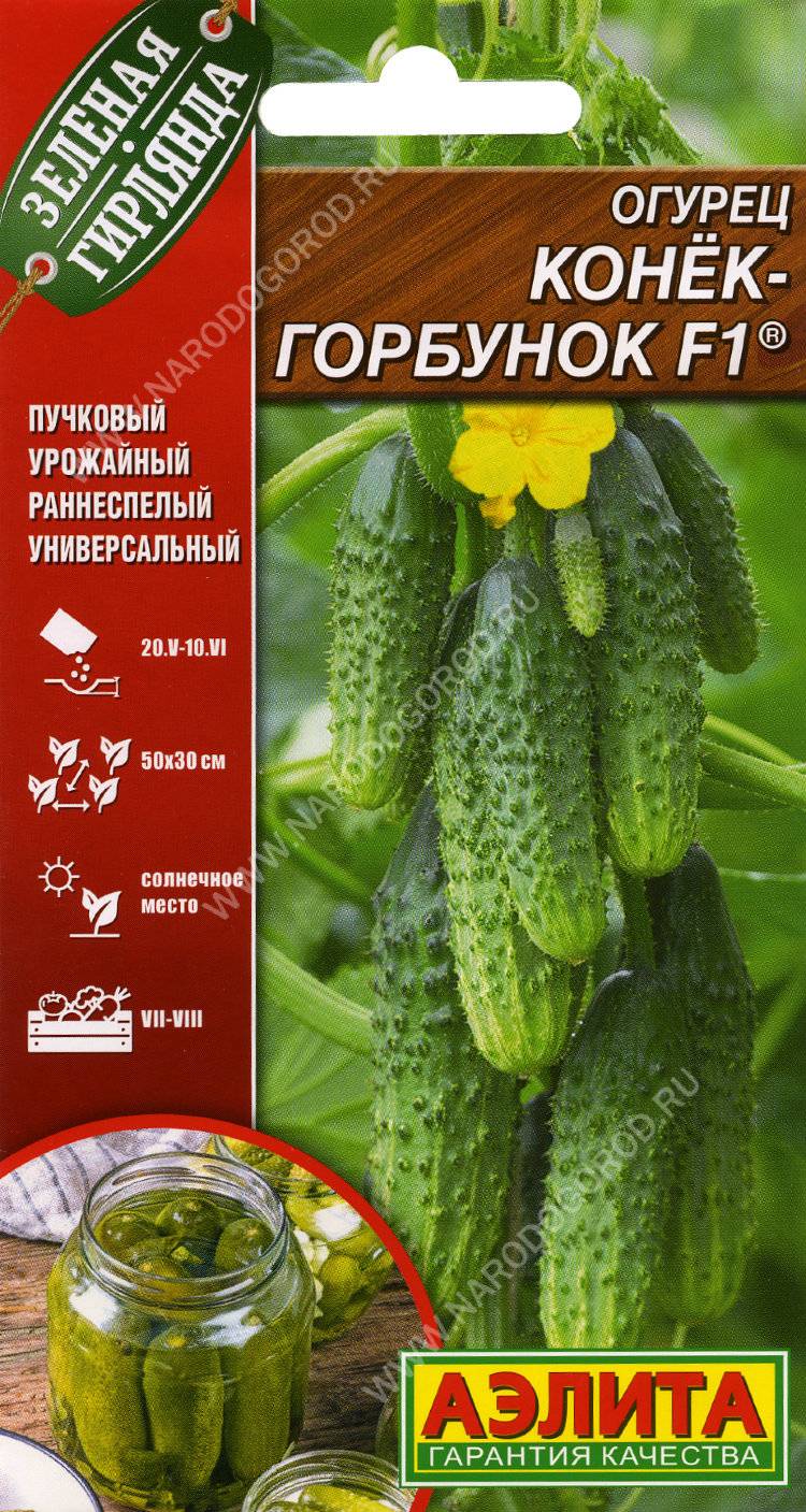 Огурцы малыш описание сорта фото