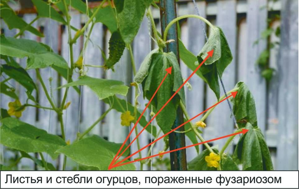 Фузариозное (трахеомикозное) увядание огурцов: как бороться