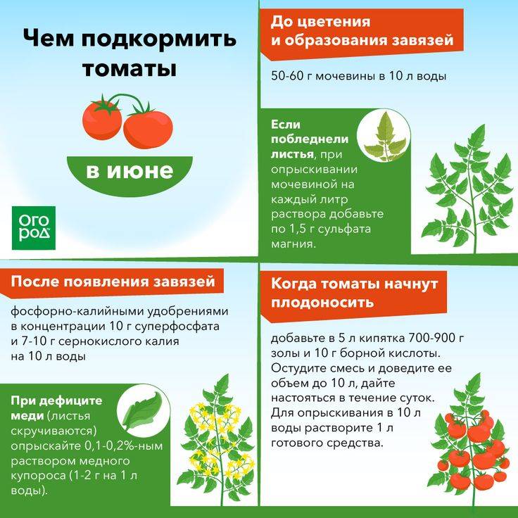 Как выбрать самое лучшее удобрение для рассады и тепличных томатов и не ошибиться: топ лучших средств этого года