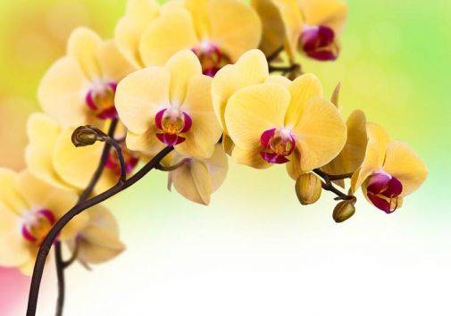 Превосходные пятнистые орхидеи: фото и сорта