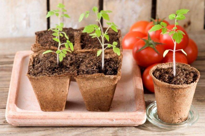 Выращивание овощей: секреты выращивания тыквы из семян