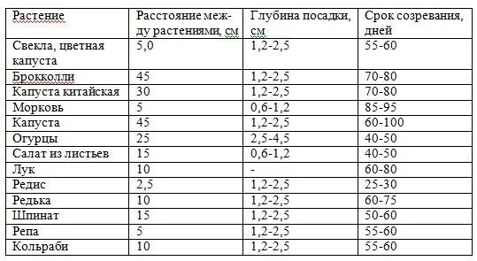Посадка кабачков семенами и уход за ними, как сажать в открытый грунт и в теплицу