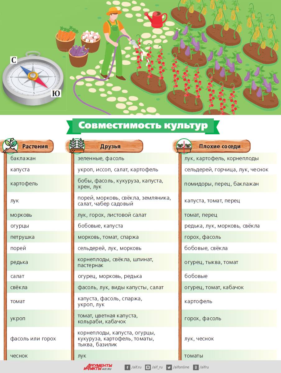 Совместимость гороха. Совмещённые посадки в огороде на грядках таблица. Схема посадки совместимости овощей. Совместимость овощей на огороде. Соседство овощных культур на грядке.
