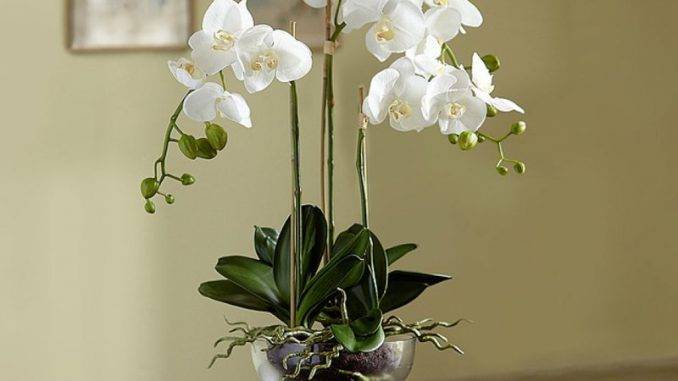 Фаленопсис: как ухаживать за орхидеей в домашних условиях