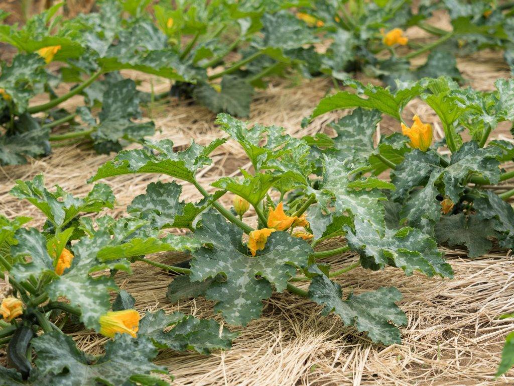 Кабачки: выращивание и уход в открытом грунте, чтобы получить хороший урожай