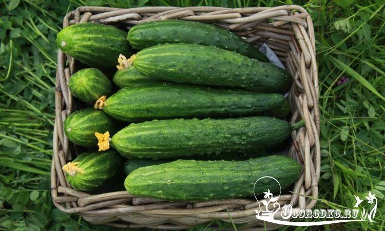 Самоопыляемые сорта огурцов: описание, фото, характеристика и агротехника