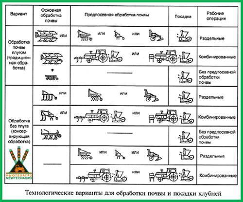 Лекция 11 Технологии выращивания декоративных древесных растений в