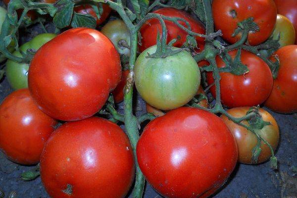 Помидор жирный: характеристика и описание сорта томатов, фото кустов и полученного урожая, отзывы фермеров