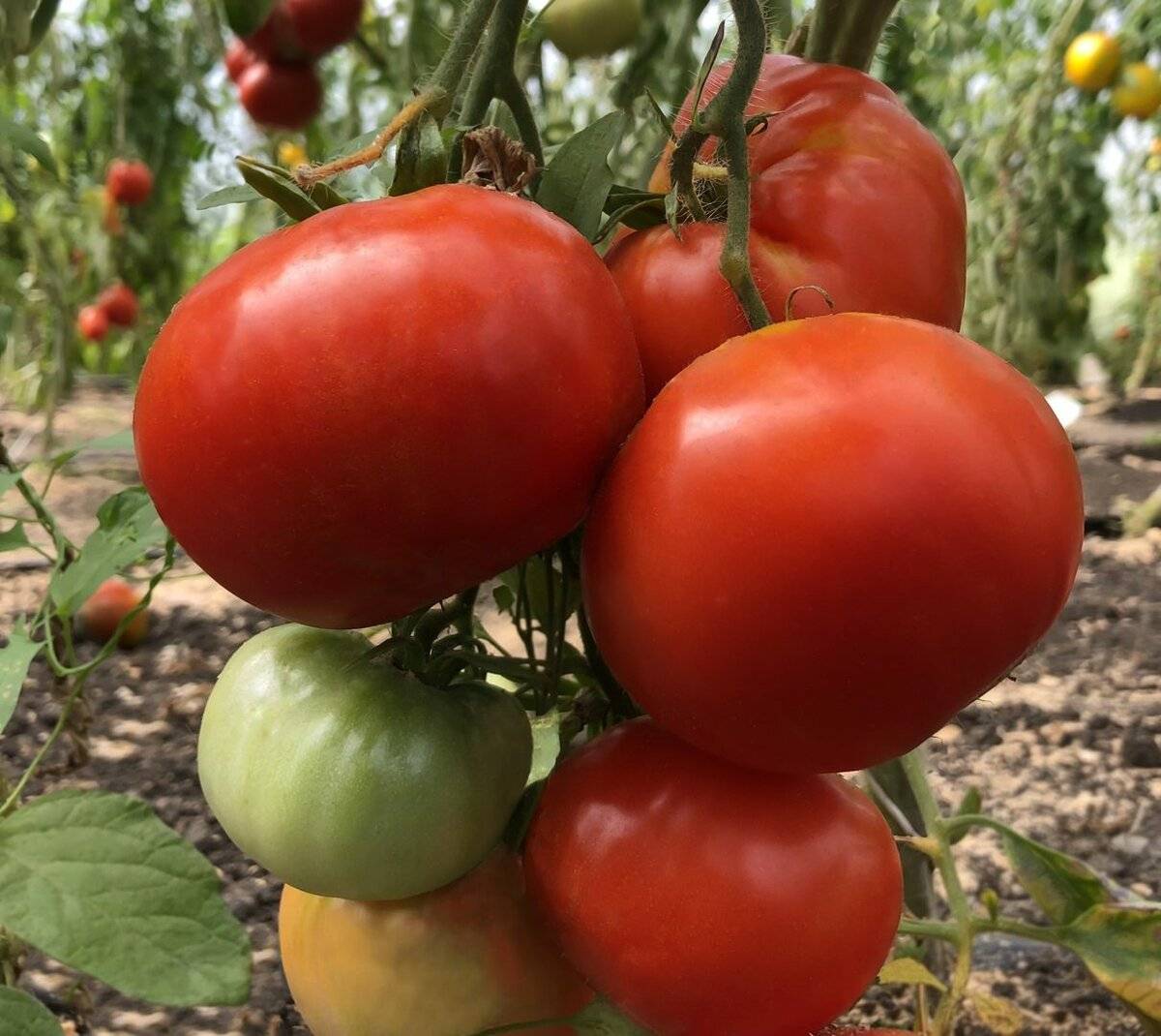 Томат король рынка: отзывы фермеров, фото выращенных помидоров и пошаговое руководство по получению богатого урожая