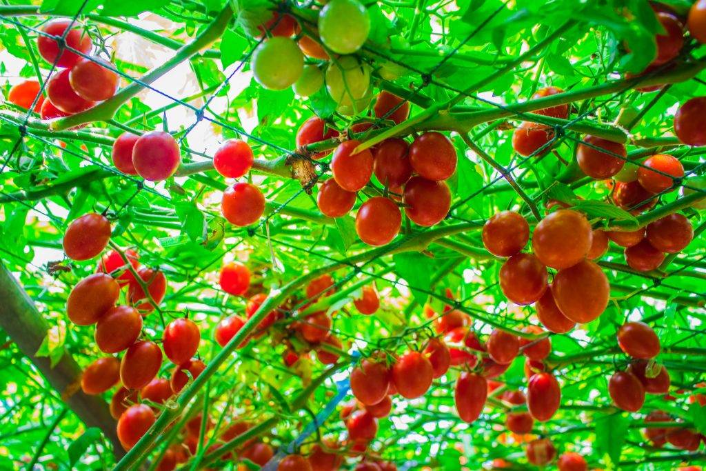 помидорное дерево: выращивание в открытом грунте, секреты агротехники