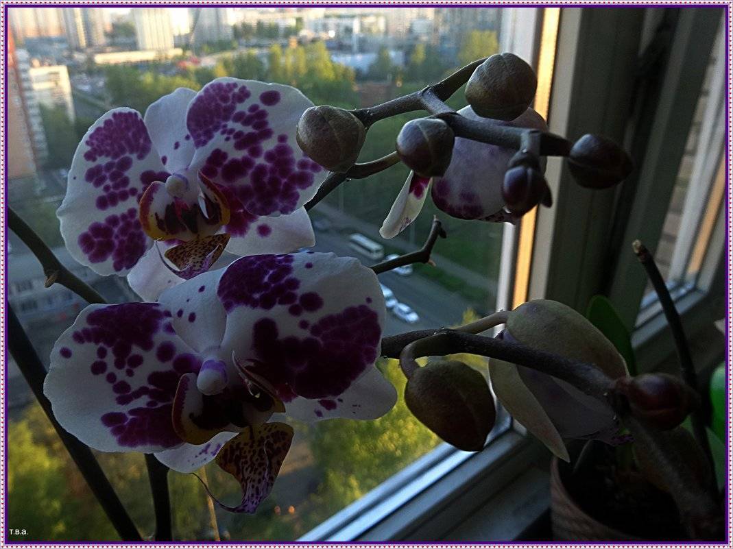 Самая большая орхидея в мире: фото и описание, стоимость и тонкости покупки цветка, а также особенности выращивания в домашних условиях русский фермер