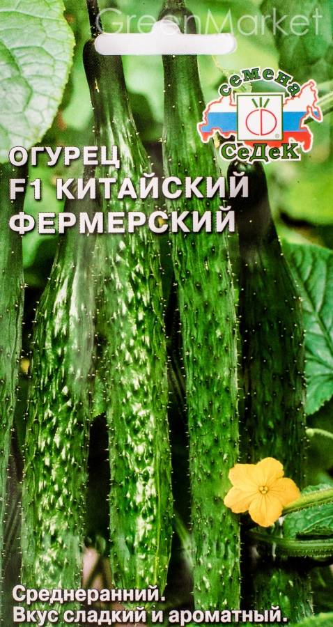Выращивание китайских огурцов: характеристика и польза, особенности и схема посадки, уход, подкормка, болезни и вредители, сбор и хранение урожая