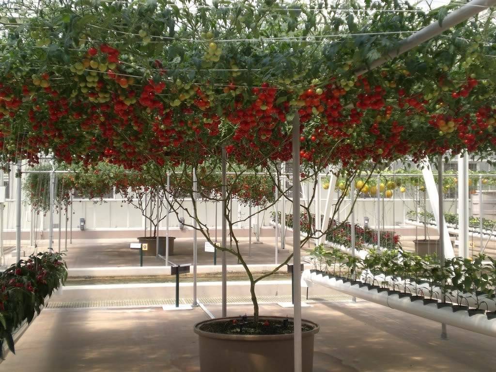 Как вырастить томатное дерево в теплице