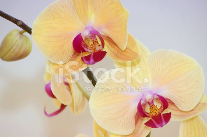 Нежнейшие розовые орхидеи фаленопсис: фото и названия сортов