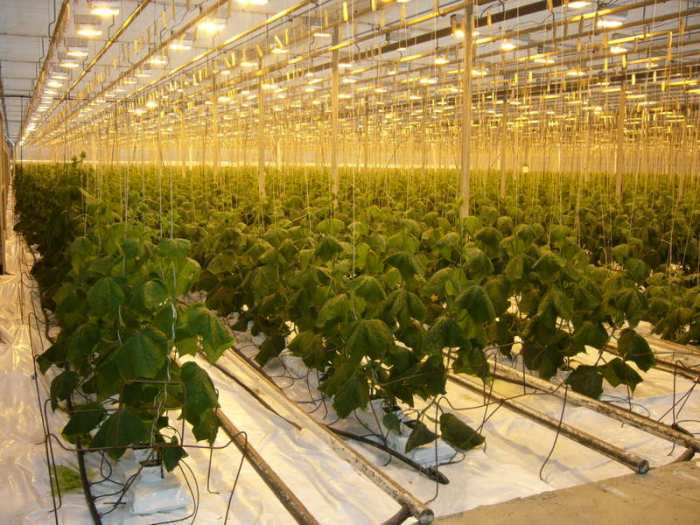 Гидропонные установки для выращивания томатов