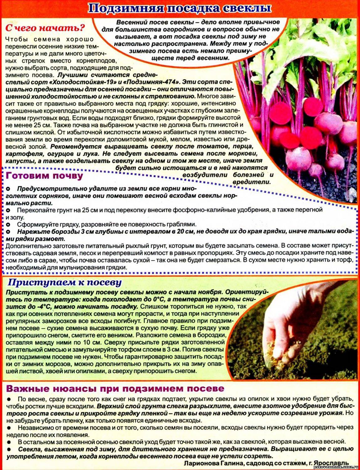 Подкормка моркови в открытом грунте: сроки, способы, правила