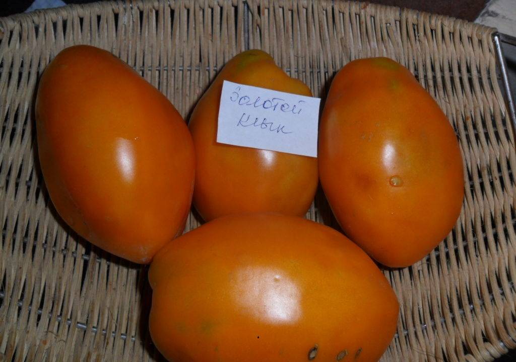 Сорт томатов золотые яйца: описание и фото