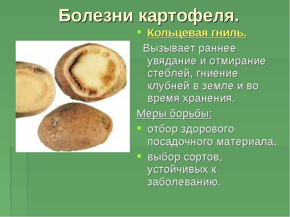 Болезни ботвы картофеля: фото, описание и лечение