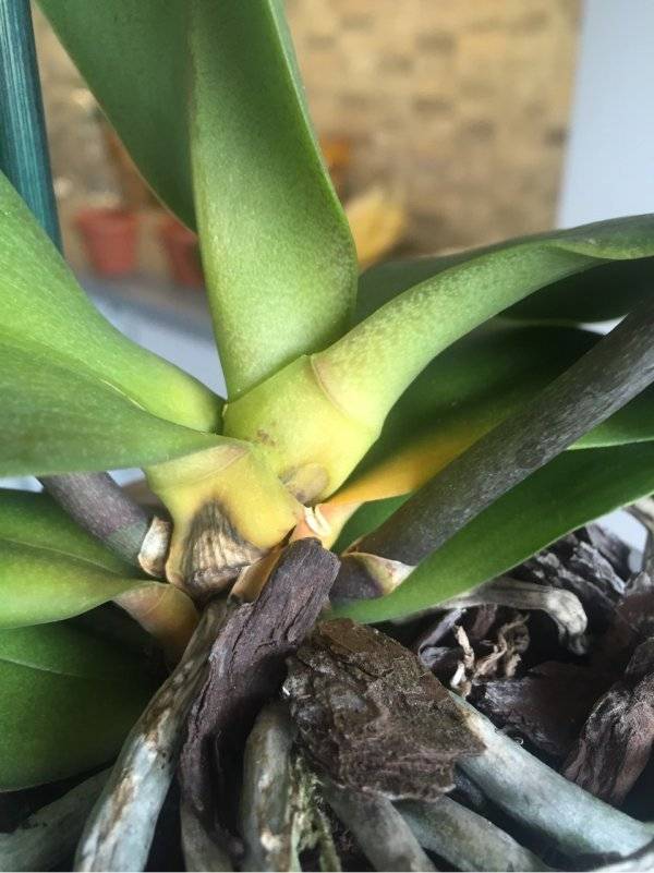 Что делать и как понять, почему у орхидеи желтеют листья?