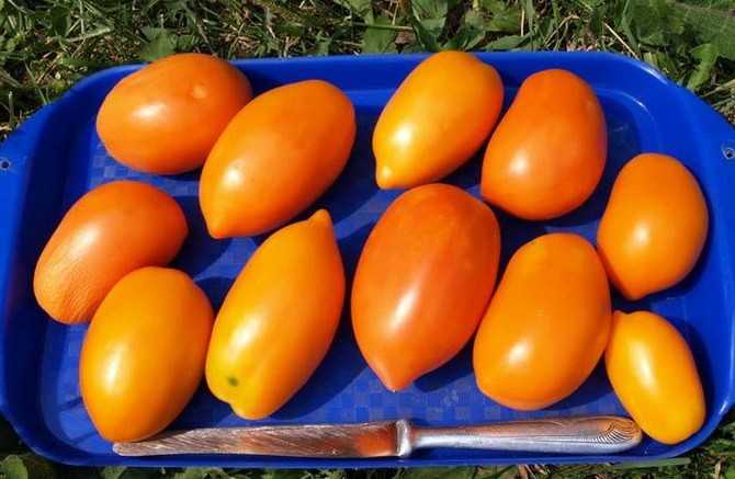 Сорт с красивыми плодами — томат золотые яйца: описание помидоров и их характеристики