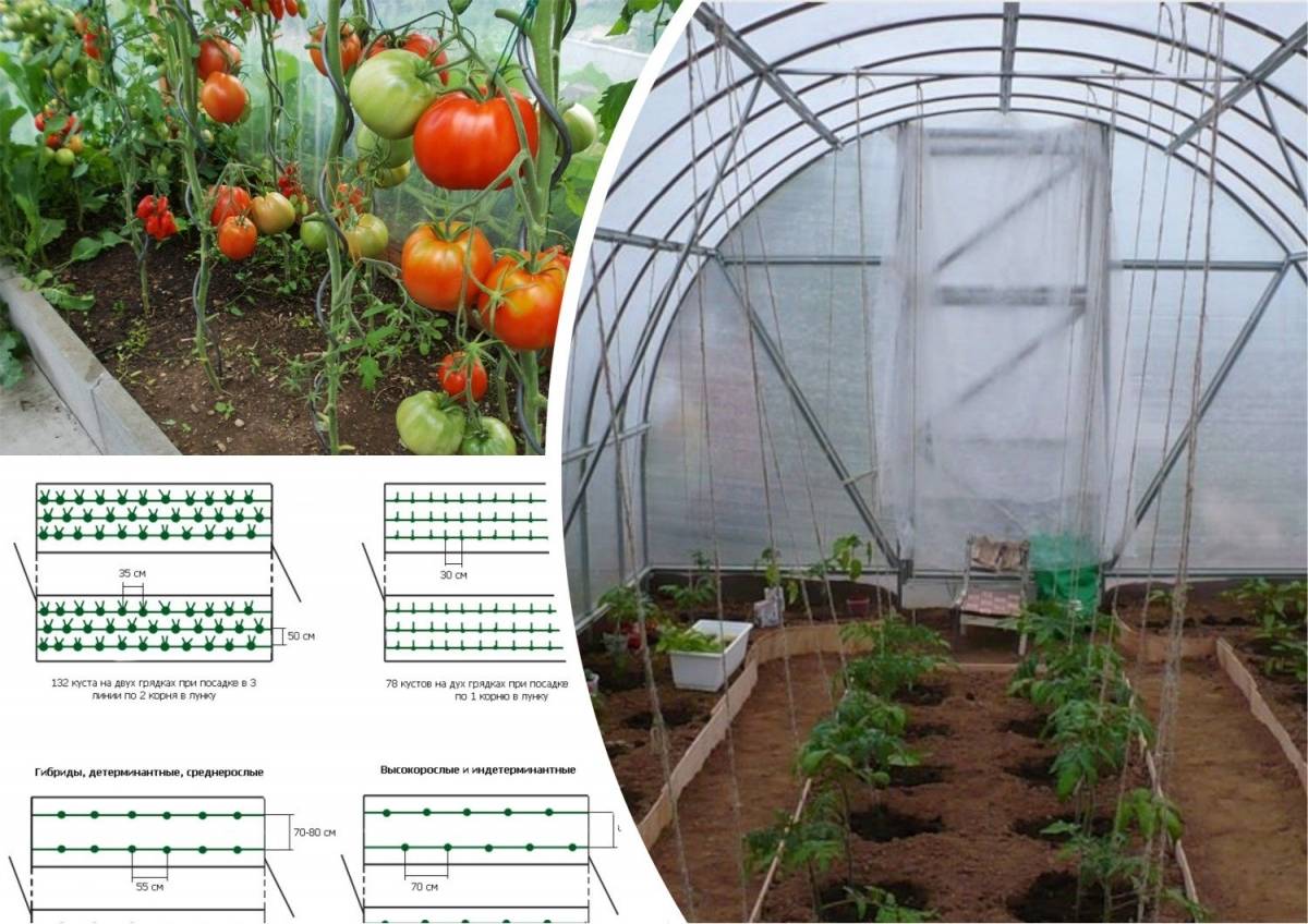Как посадить помидоры в теплицу из поликарбоната правильно. уход