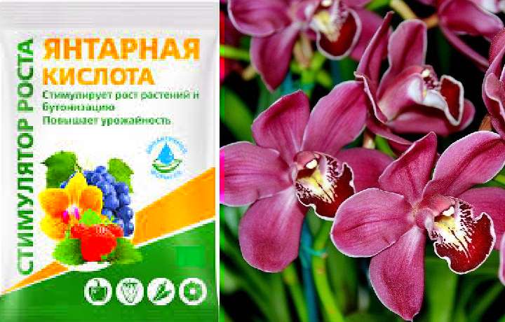 Янтарная кислота для орхидеи как удобрение: зачем и как правильно поливать