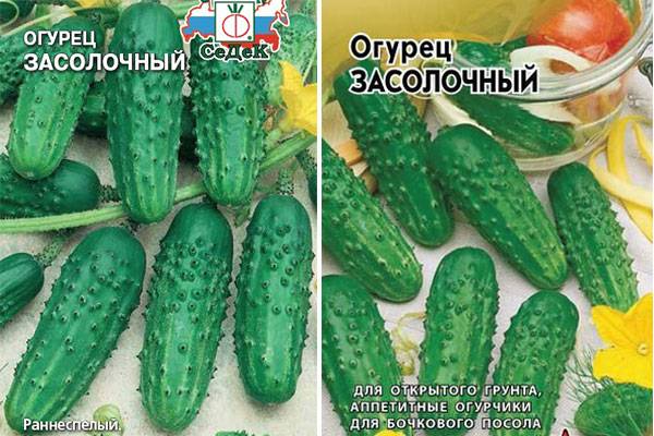 10 лучших огурцов для засолки — рейтинг 2019 года (топ 10)
