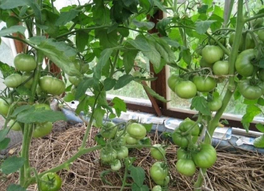 Не завязываются помидоры в теплице: почему нет или мало завязи, что делать с томатами, опадает завязь, цветут плохо