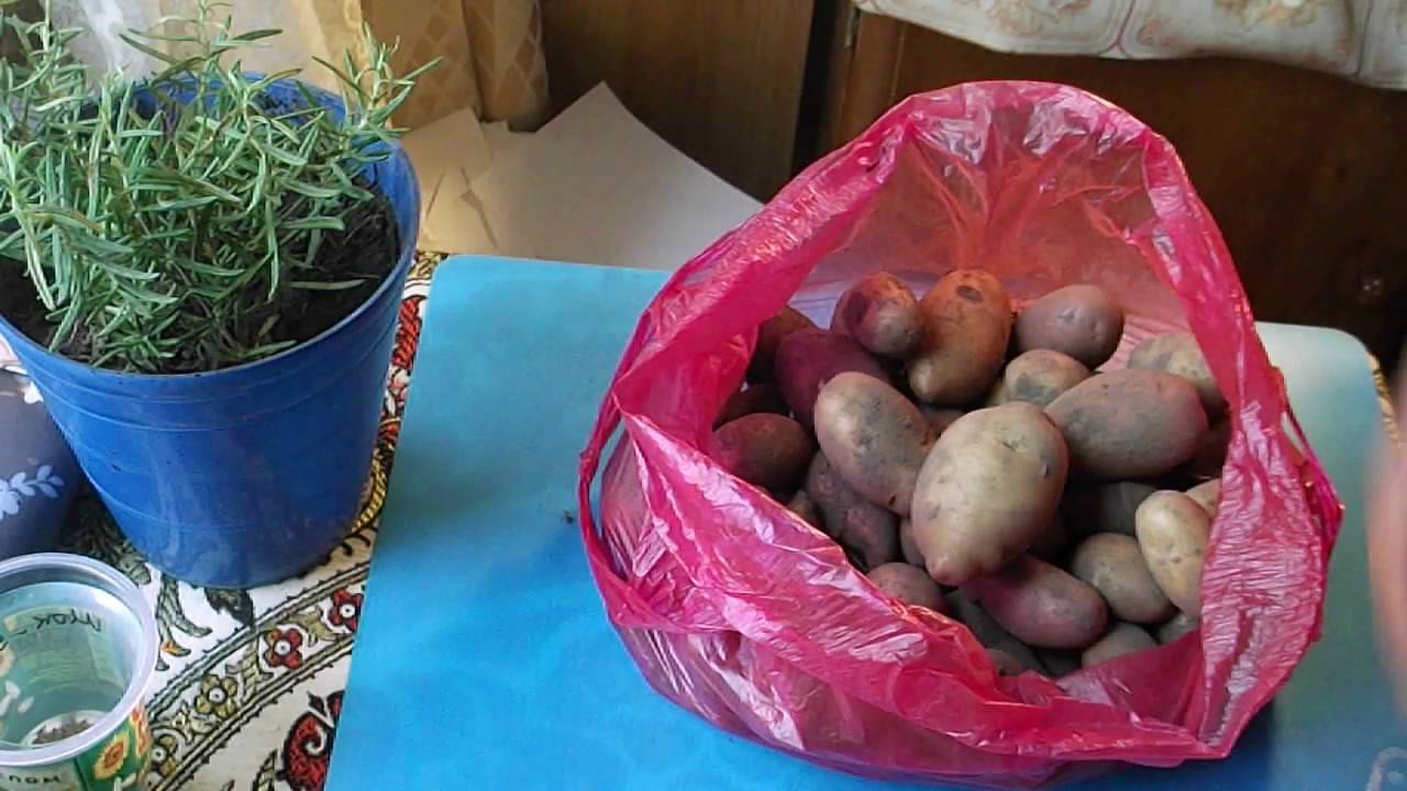 Посадка картофеля семенами, в том числе когда лучше проводить, а также как вырастить рассаду в домашних условиях