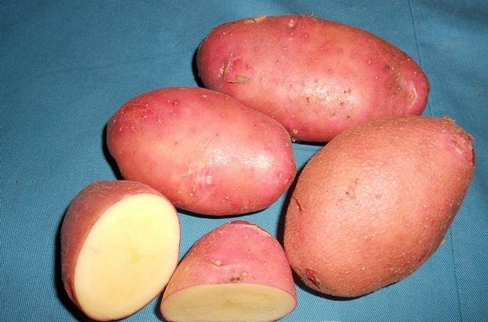 Самые урожайные сорта картофеля на сегодняшний день - в рассаде